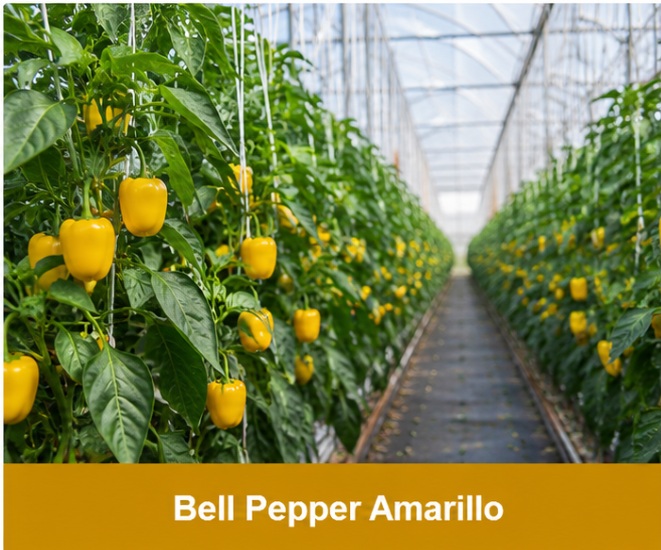 Bell Pepper Amarillo cultivado en invernadero