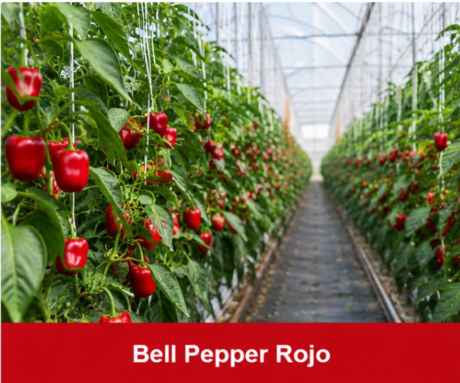 Bell Pepper Rojo cultivado en invernadero